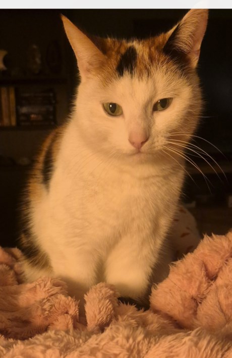 Kat Europese korthaar of huiskat