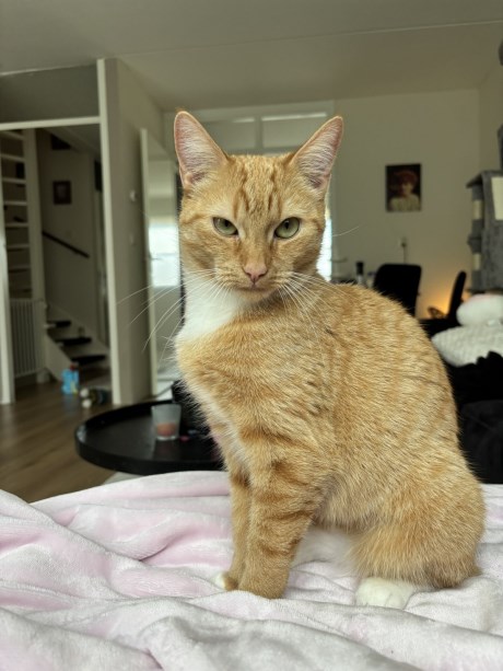 Kat Europese korthaar of huiskat