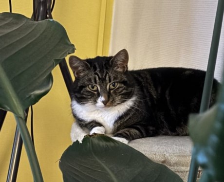 Kat Europese korthaar of huiskat