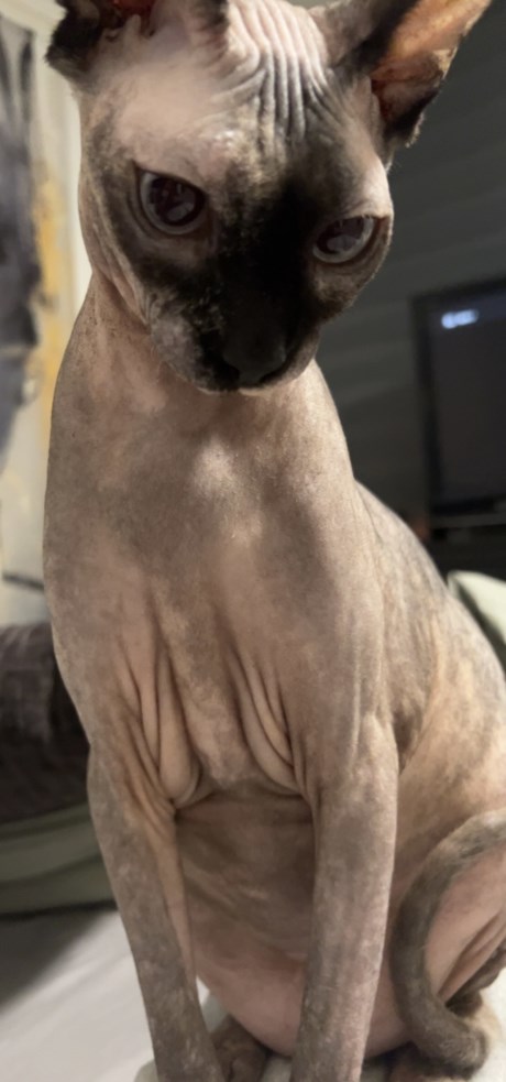 Kat Sphynx