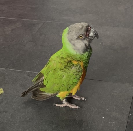 Vogel (Dwerg-)papegaai