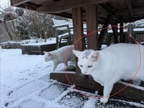 Kat Europese korthaar of huiskat