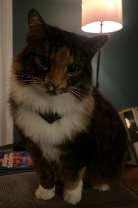 Kat Europese korthaar of huiskat