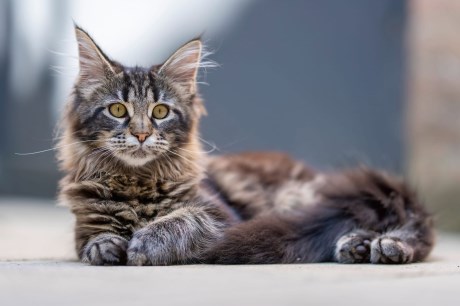 Kat Maine Coon