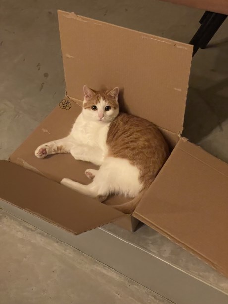 Kat Europese korthaar of huiskat