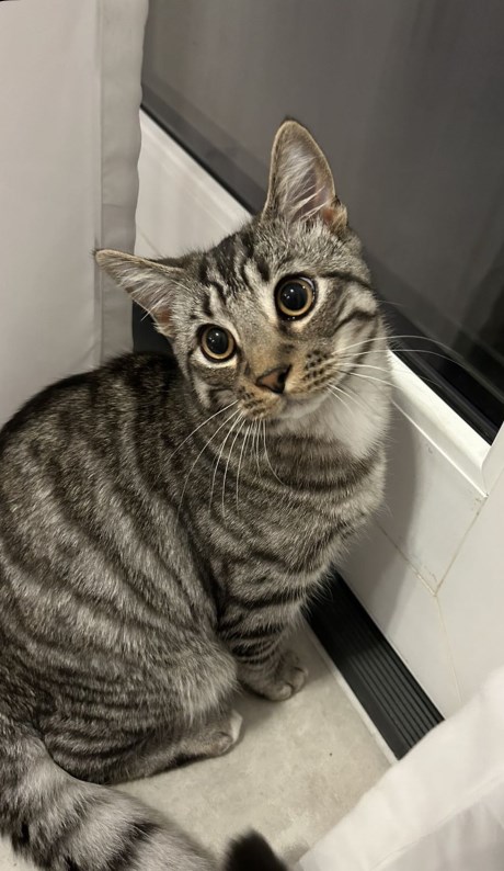 Kat Europese korthaar of huiskat