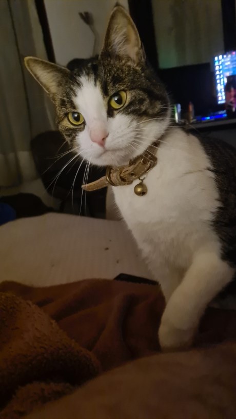 Kat Europese korthaar of huiskat