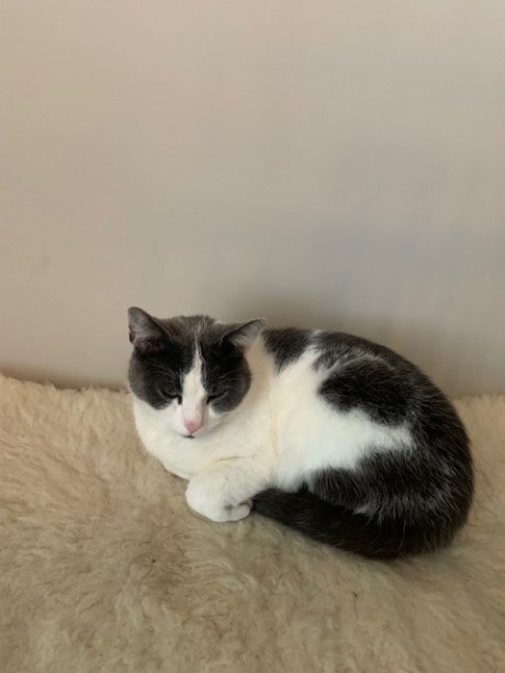 Kat Europese korthaar of huiskat