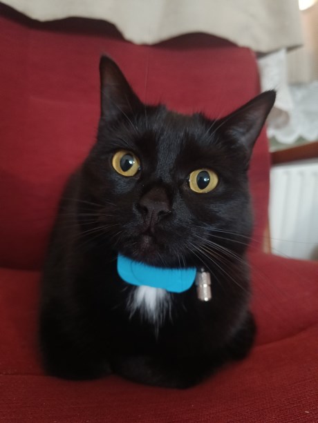 Kat Europese korthaar of huiskat