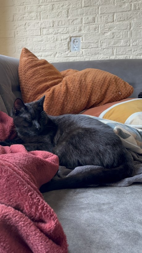 Kat Europese korthaar of huiskat