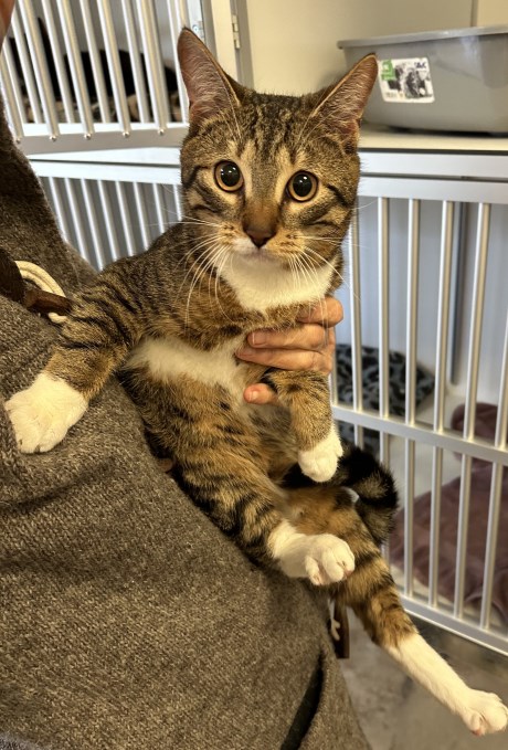 Kat Europese korthaar of huiskat