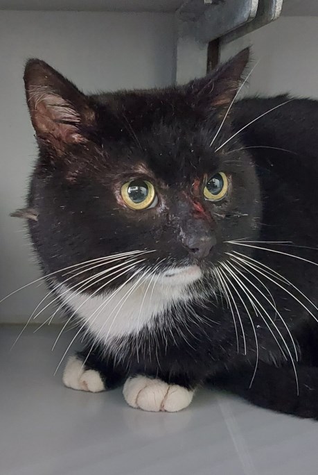 Kat Europese korthaar of huiskat