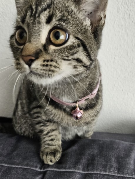 Kat Europese korthaar of huiskat