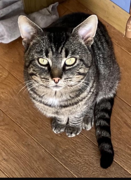 Kat Europese korthaar of huiskat