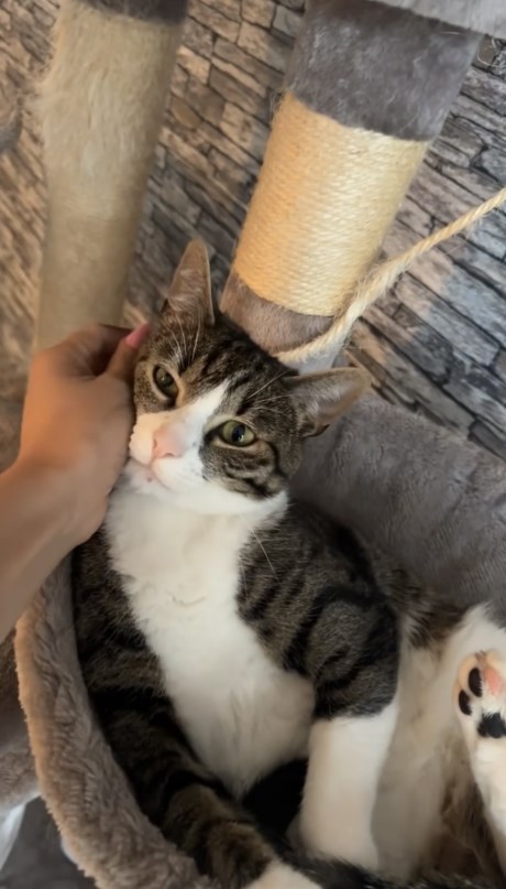 Kat Europese korthaar of huiskat