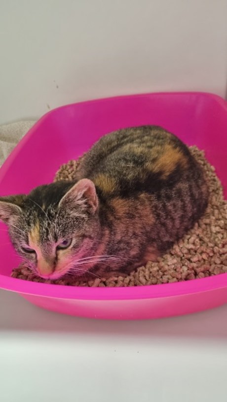 Kat Europese korthaar of huiskat