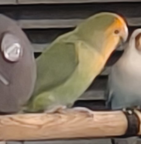 Vogel (Dwerg-)papegaai