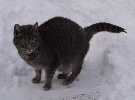 Kat Europese korthaar of huiskat