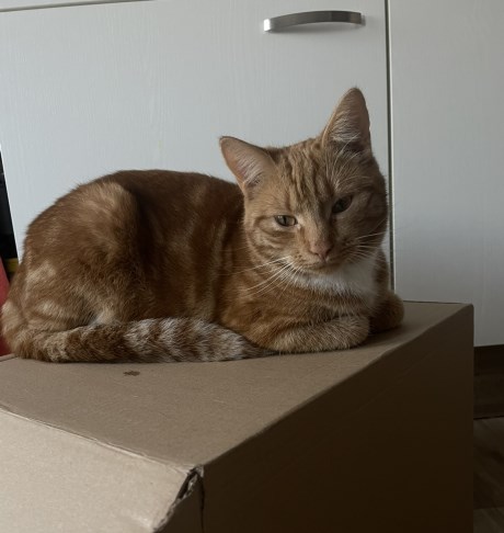 Kat Europese korthaar of huiskat