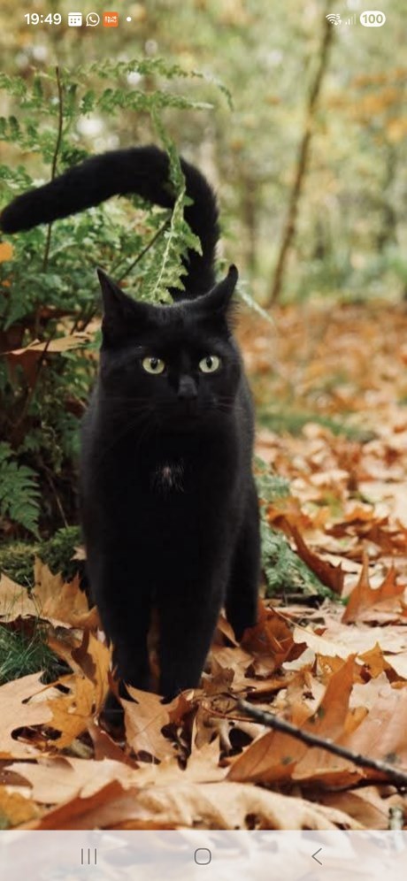 Kat Europese korthaar of huiskat