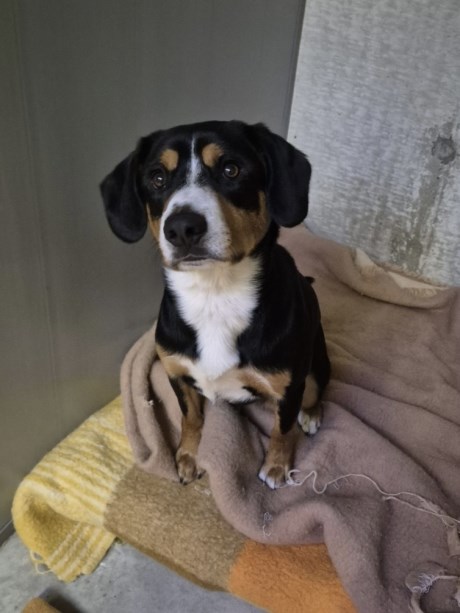 Hond Berg- en Sennenhond