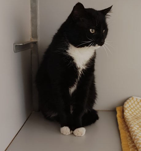 Kat Europese korthaar of huiskat