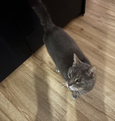 Kat Europese korthaar of huiskat