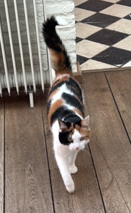 Kat Europese korthaar of huiskat