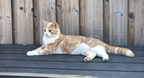 Kat Europese korthaar of huiskat