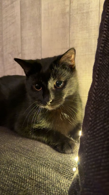 Kat Europese korthaar of huiskat