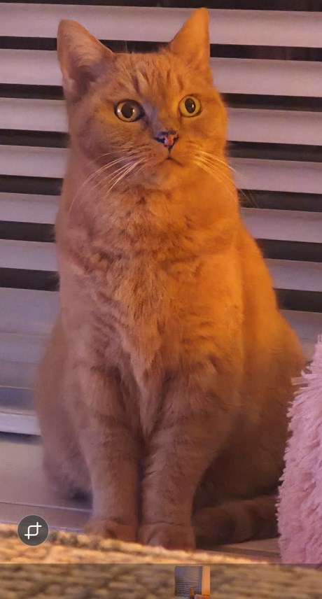 Kat Europese korthaar of huiskat