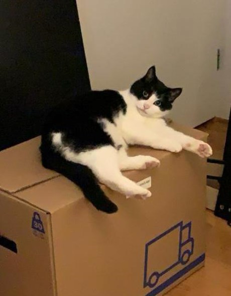 Kat Europese korthaar of huiskat