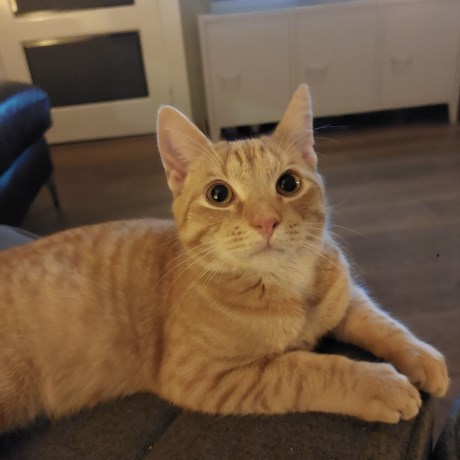 Kat Europese korthaar of huiskat