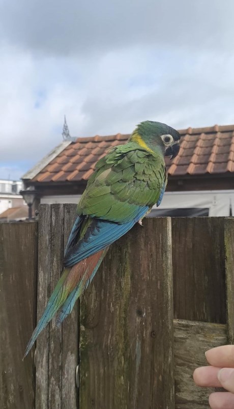 Vogel (Dwerg-)papegaai