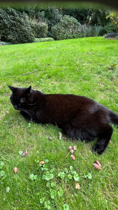 Kat Europese korthaar of huiskat