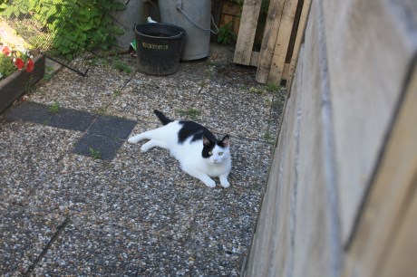 Kat Europese korthaar of huiskat