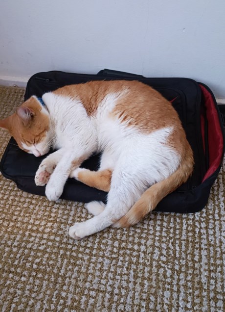 Kat Europese korthaar of huiskat