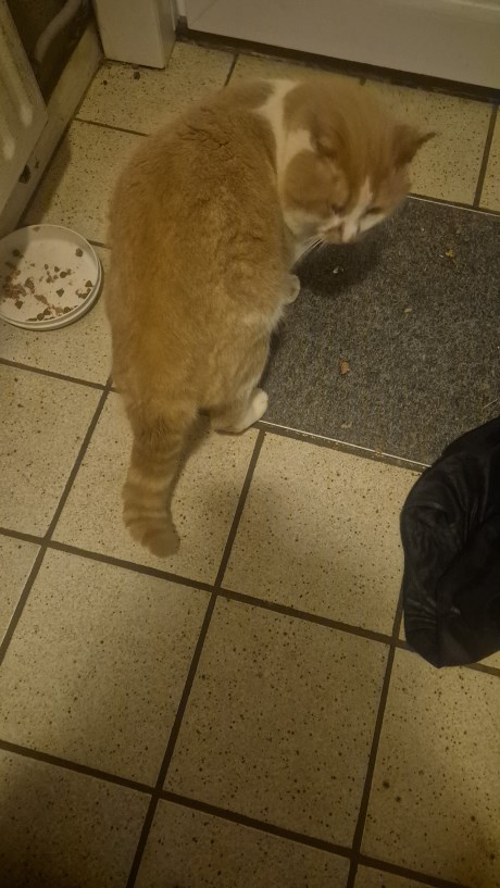 Kat Europese korthaar of huiskat