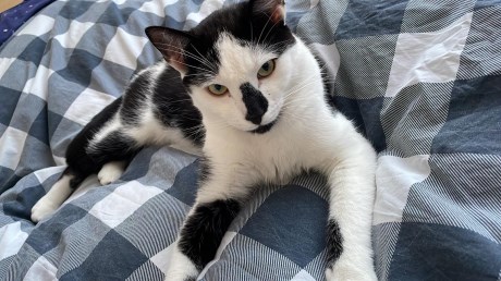 Kat Europese korthaar of huiskat