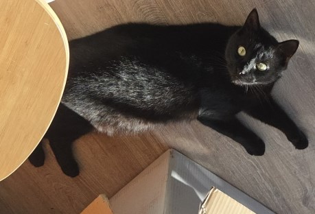 Kat Europese korthaar of huiskat