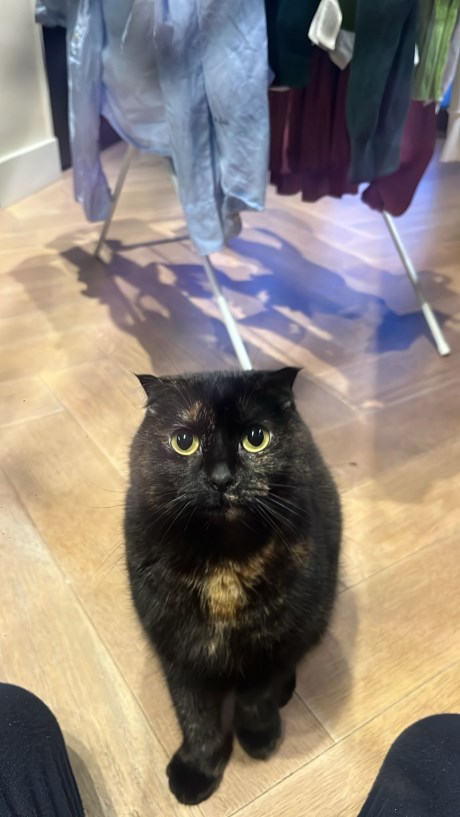 Kat Europese korthaar of huiskat