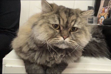 Kat Brits langhaar X