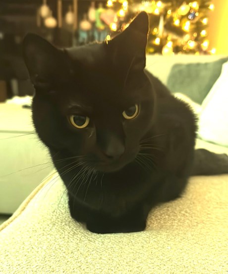 Kat Europese korthaar of huiskat