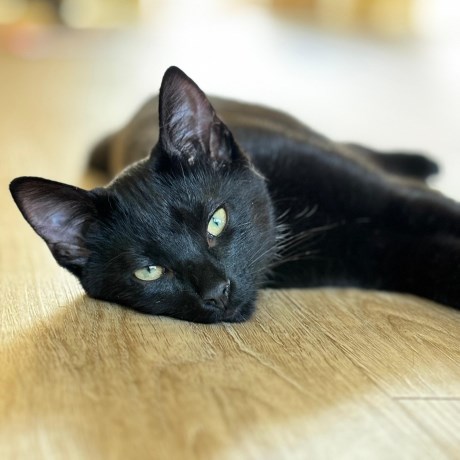 Kat Europese korthaar of huiskat