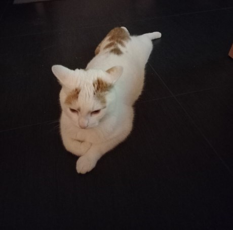 Kat Europese korthaar of huiskat