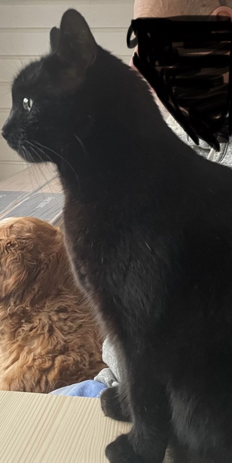 Kat Europese korthaar of huiskat