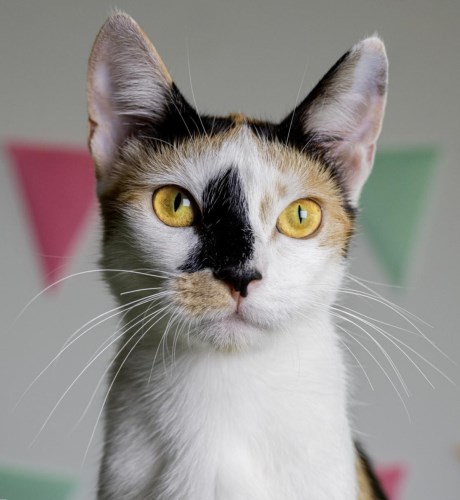 Kat Europese korthaar of huiskat