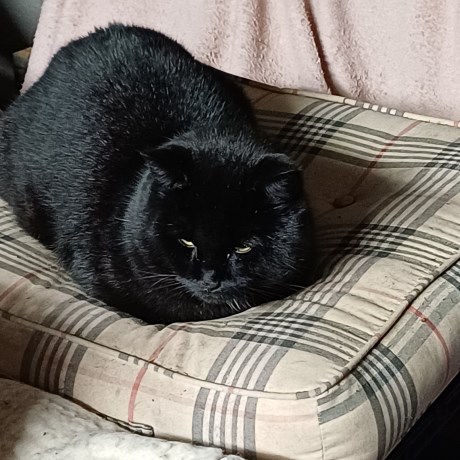 Kat Europese korthaar of huiskat