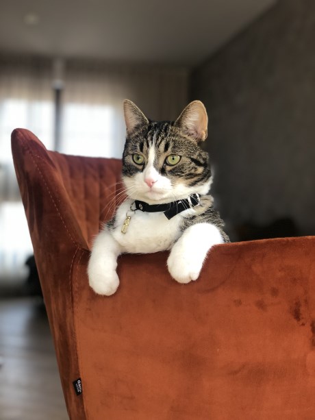 Kat Europese korthaar of huiskat