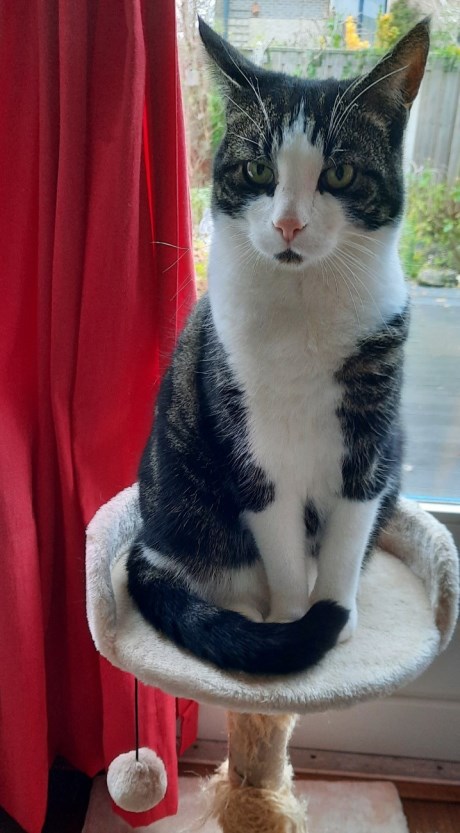 Kat Europese korthaar of huiskat